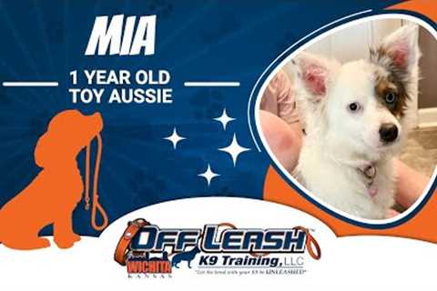 1 Year Old Toy Aussie | Best Toy Aussie Dog Training | Off Leash K9 | Board & Train | Wichita