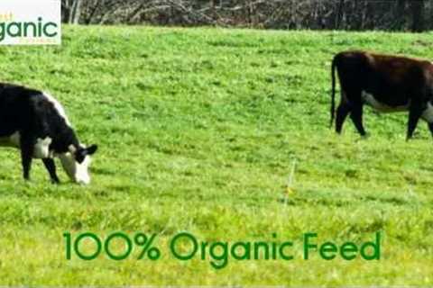 Organic Milk vs Regular Milk