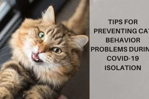 Tips for Preventing Cat Behavior Problems during COVID-19 Isolation