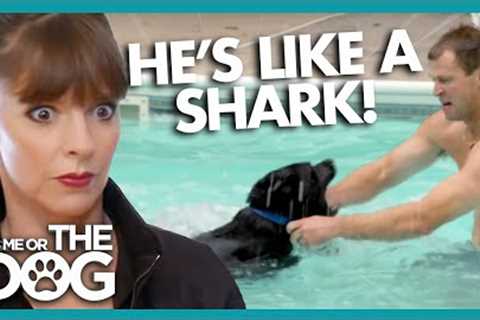 Canine ‘Jaws’ Attacks and Bites Swimmers! | It''s Me or The Dog