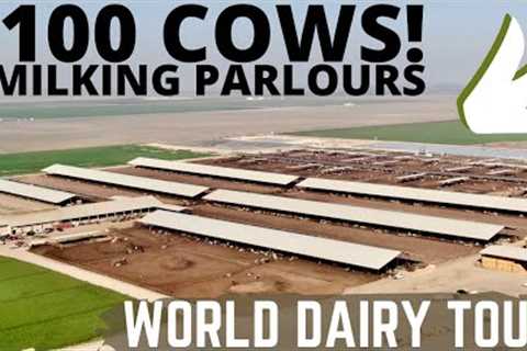 Milking 5100 Holsteins in 2 Double 30 Milking Parlours! (Part 1)