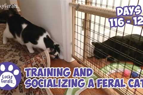 Training And Socializing A Feral Cat * Part 14 * Days 116 - 126 * Cat Video Compilation
