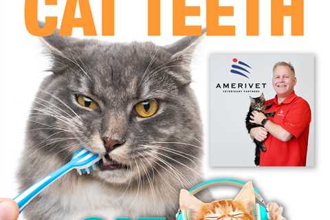 Your Cat's Teeth - with Dr. Brian Hurley