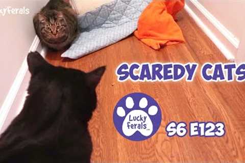 Gates Day 6, Scaredy Cats | S6 E123 | Training Feral Cats