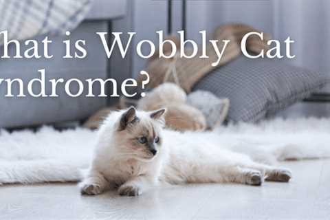 What is Wobbly Cat Syndrome?