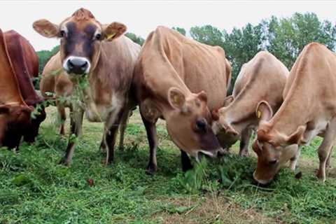 Calf at Foot - the calf-friendly, cow-kind micro-dairy