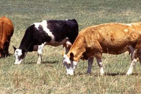 Organic Livestock Feed Requirements