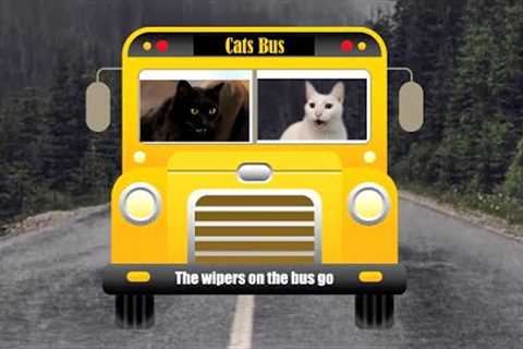 Cats SIng Wheels on the Bus | + More Nursery Rhymes & Kids Songs - Cats Version