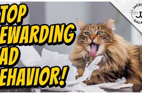 Are you Rewarding Your Cat’s Bad Habits?