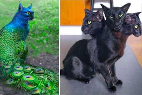 15 Abnormally Strange Cats That Actually Exist