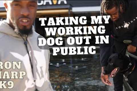 Taking My Working Dog Out In Public !!