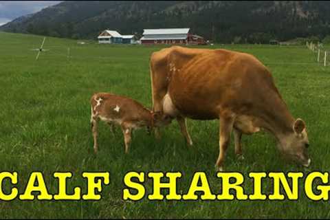 Calf Sharing on our small, organic dairy farm.