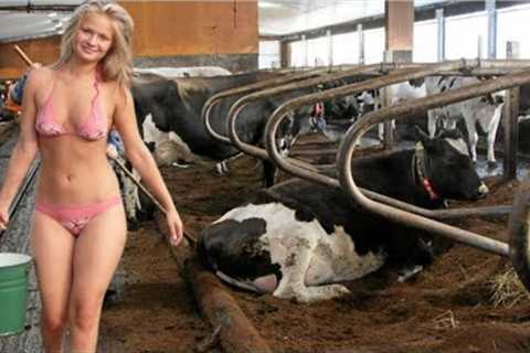 Pretty Girl Take Care for Calves - Feeding cows | Cow farm | Modern Farming - 2023