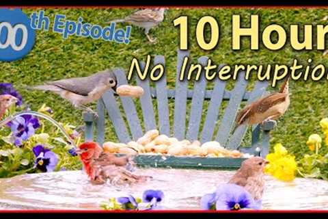 100TH 😻 Cat TV  No Ad Interruptions for 10 hours! 🐦@LensMyth Video for Cats & You to Relax..