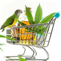 What Are the Quality of Life Benefits CBD Offers Pet Birds?