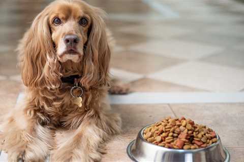 9 Best Dog Food Options For Picky Eaters – 2023