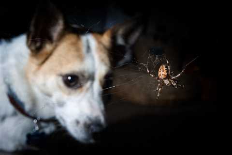 Spider Bites on Dogs: How to Identify Them