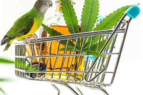 What Are the Quality of Life Benefits CBD Offers Pet Birds?