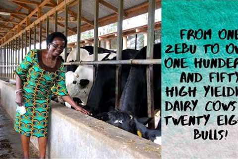 How we started our dairy farm #MevedDairy