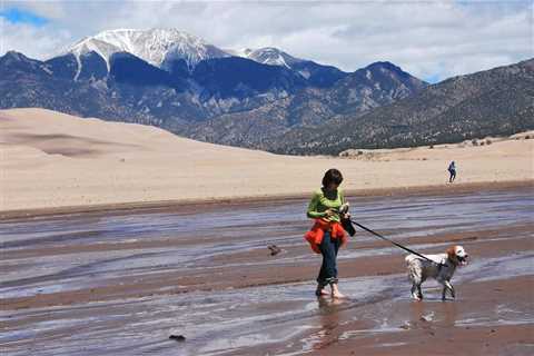 Unleash Your Dog’s Potential: Mastering How to Train Your Dog to Walk on a Leash