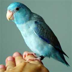 Can We Stop Our Four-year Old Parrotlet From Laying Eggs?