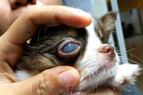 Dog Eye Ulcer: Causes, Symptoms, and Treatment
