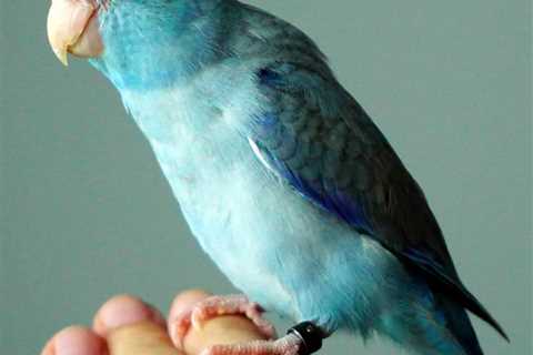Can We Stop Our Four-year Old Parrotlet From Laying Eggs?