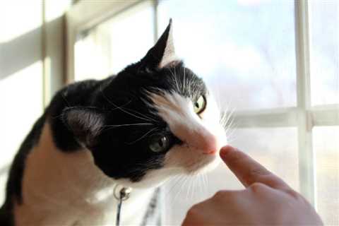 Do Cats Like It When You Boop Them? Understanding Your Furry Friend