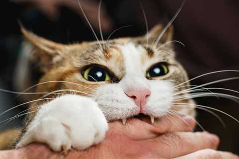 Petting Aggression in Cats