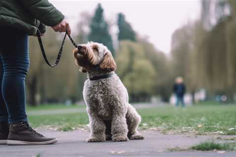 How To Train Your Dog To Walk