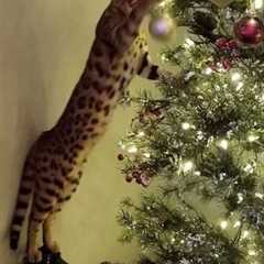 How to Keep Cat Away From Christmas Tree