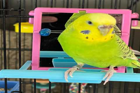Does My Female Budgie’s Posture Indicate Her Hormonal Behavior?