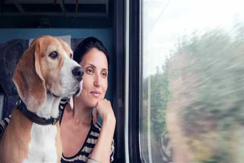 Pet-Friendly Public Transportation Options in Louisiana