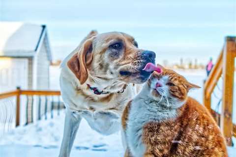 Why Are Cats So Much Sassier Than Dogs? Interesting Personality Traits!