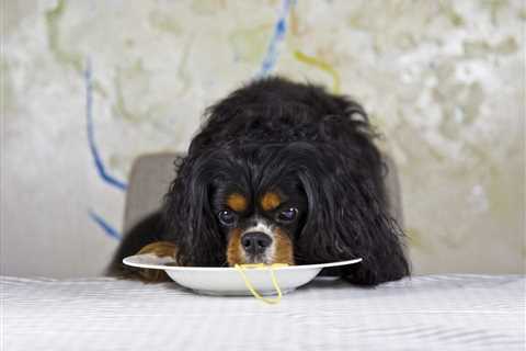 The 13 Best Dog Food Toppers for Cavaliers
