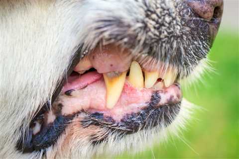 Rotten Dog Teeth: Causes, Signs, and What to Do