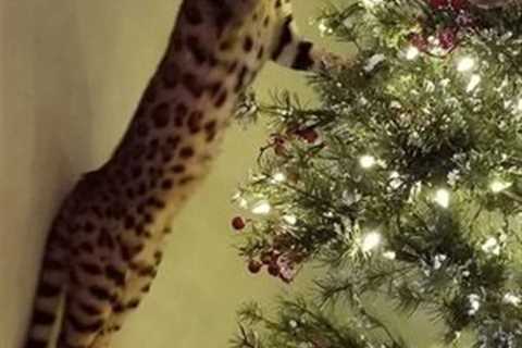 How to Keep Cat Away From Christmas Tree