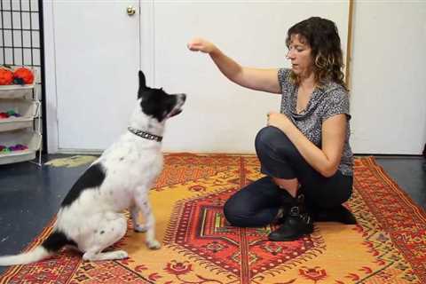 How to Teach a Dog to High Five