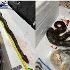 Freedoms in Florida Dwindle As FWC Slaughters Pet Boa And 34 Other Snakes On Holy Thursday