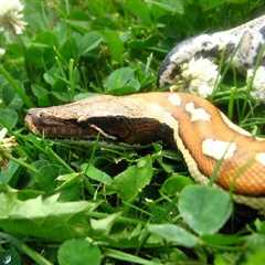 Herp Photo of the Day: Blood Python