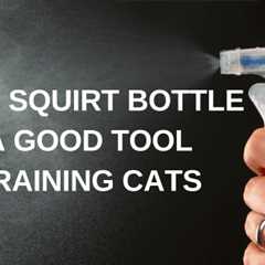 Why a Squirt Bottle isn’t a Good Tool for Training Cats