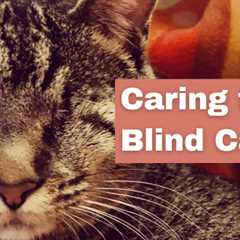 Caring for a Blind Cat