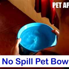 How to Stop Cat From Spilling Water Bowl