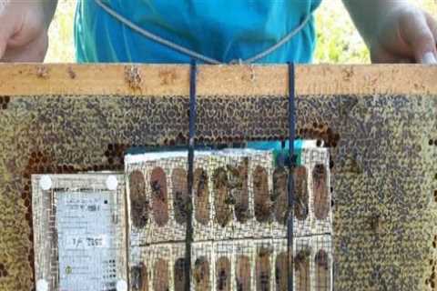 Beekeeping in Sacramento: Queen Cell Storage Services for a Safe and Fast Removal