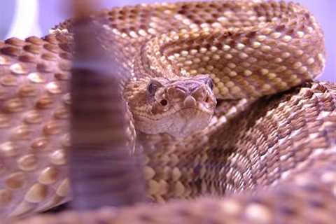 Herp Photo of the Day: Happy Rattlesnake Friday!