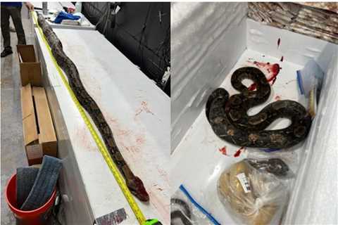 Freedoms in Florida Dwindle As FWC Slaughters Pet Boa And 34 Other Snakes On Holy Thursday