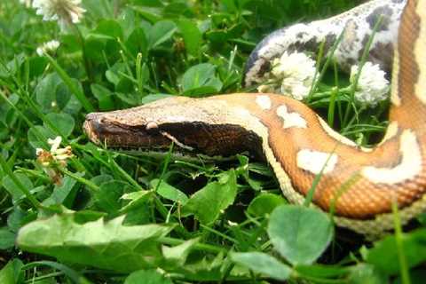 Herp Photo of the Day: Blood Python