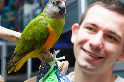 Another Senegal Parrot  Morphing Into a Tiny Feathered T-rex!