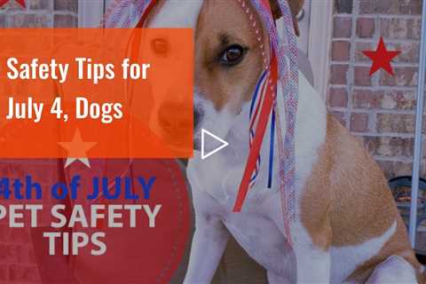 Safety Tips for July 4, Dogs