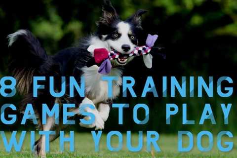 Focus Training For Dogs